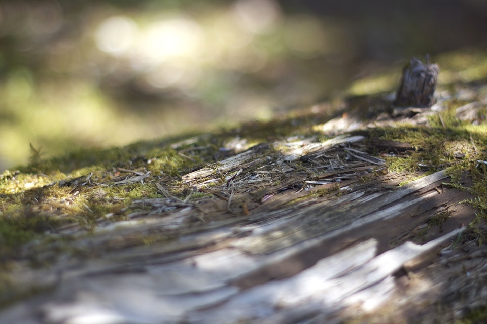 Flora forest plant