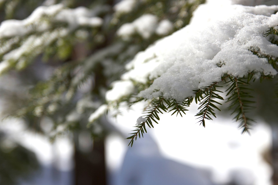 Branches snow trees