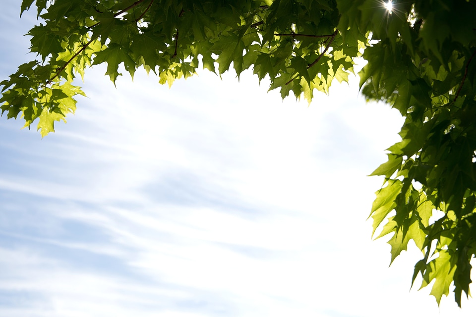 Clouds cloudy green leaves