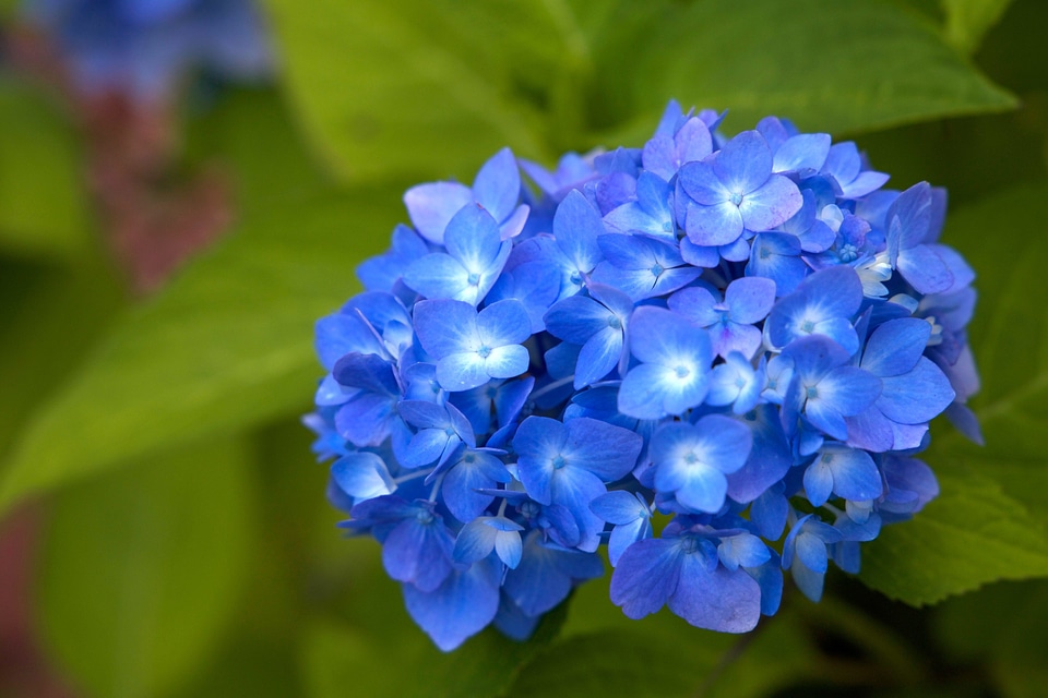 Bloom flora flower