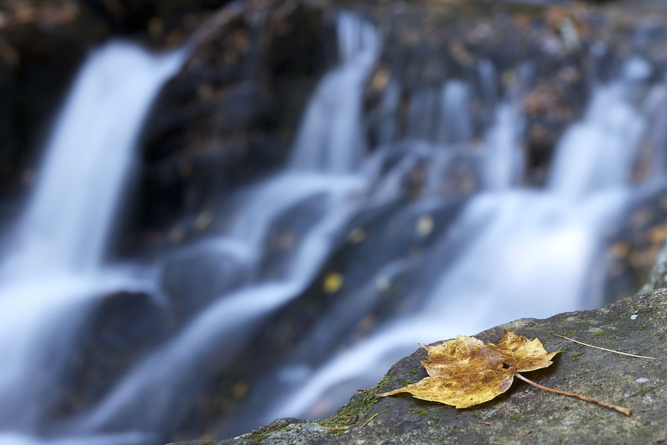 Autumn autumn season foliage photo