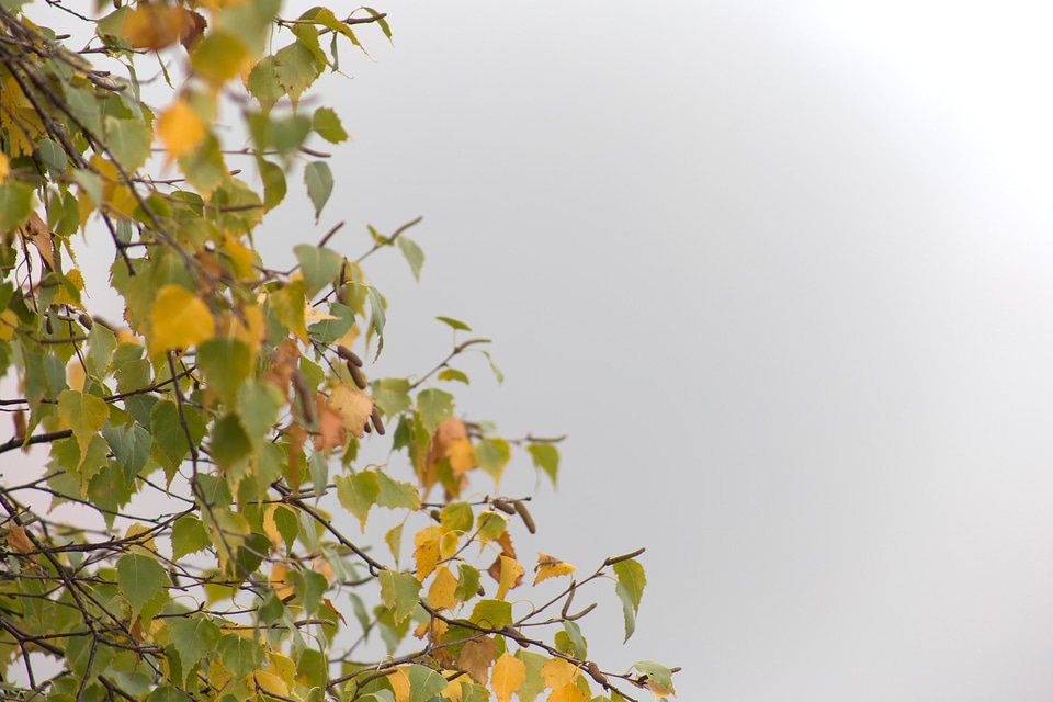 Autumn autumn season fall
