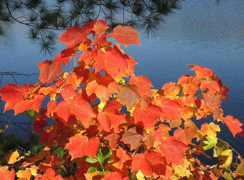 Autumn foliage leaf photo
