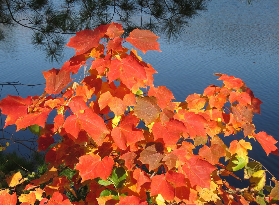 Autumn foliage leaf