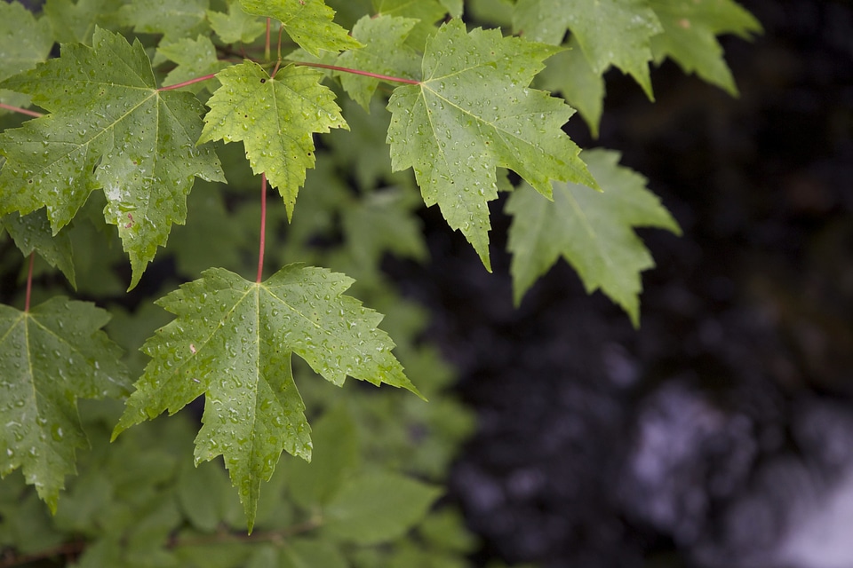 Dark Green green leaves leaf