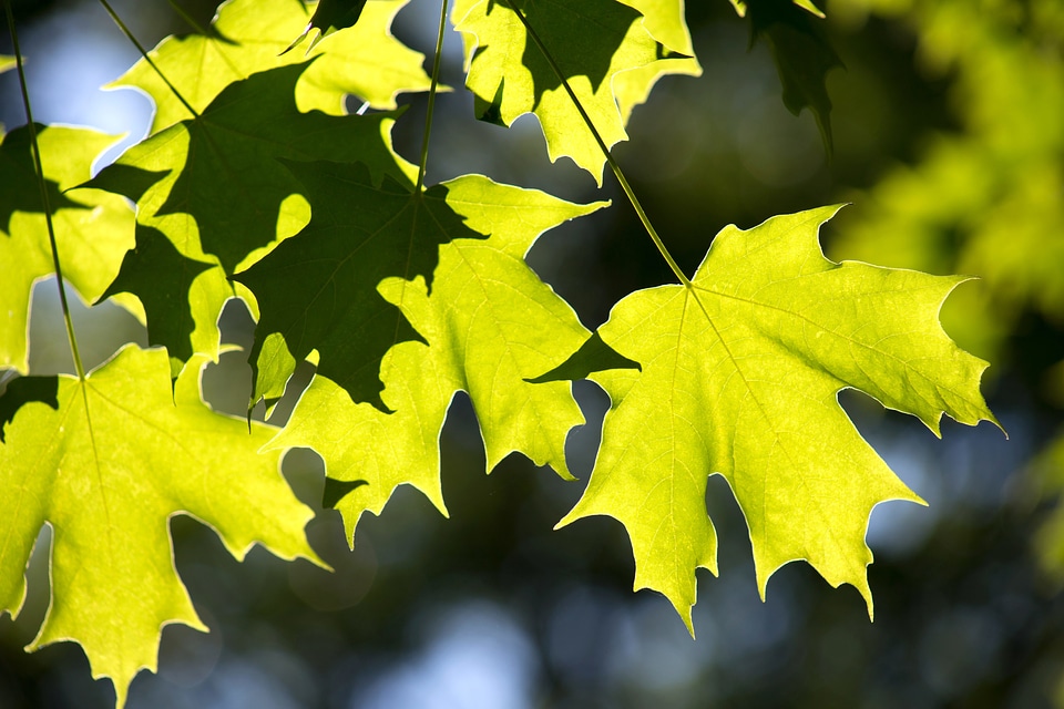 Dark Green evergreen green