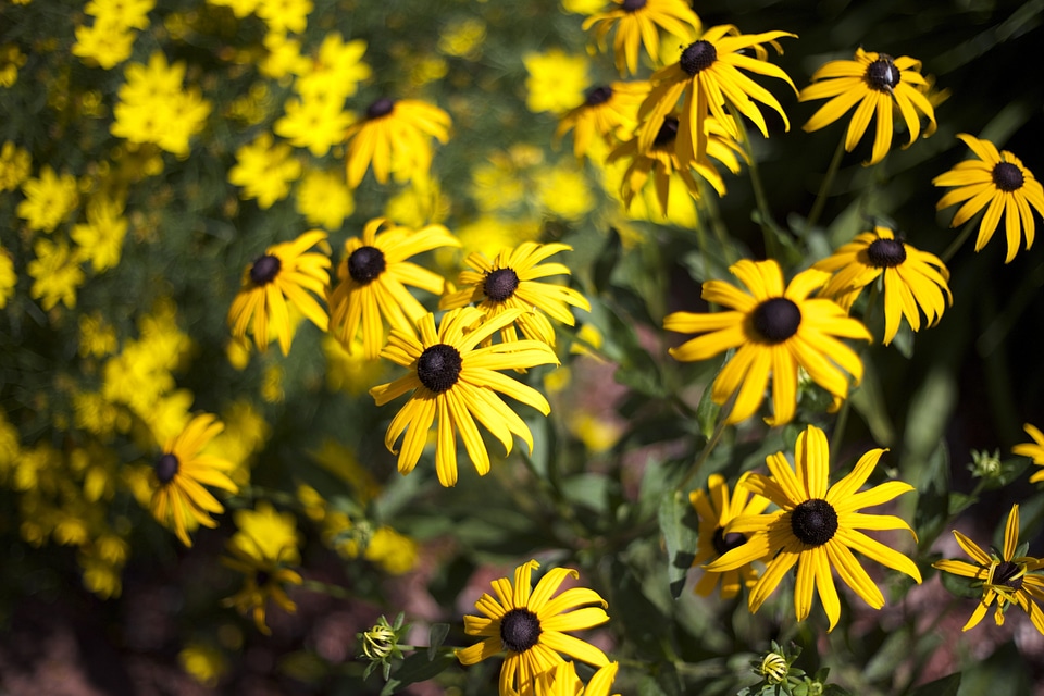 Beautiful Photo flower garden flowering