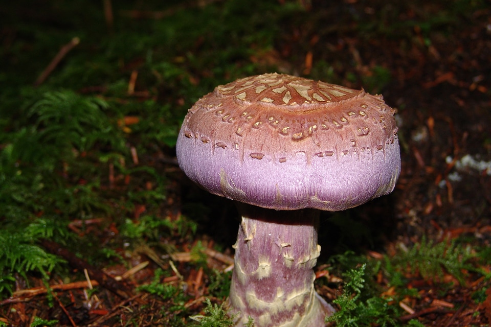 Fungus season natural