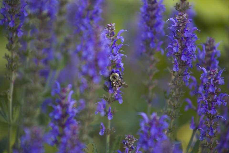 Bumblebee flowers insect