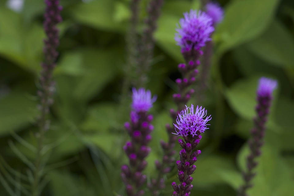 Flower flowers foliage photo