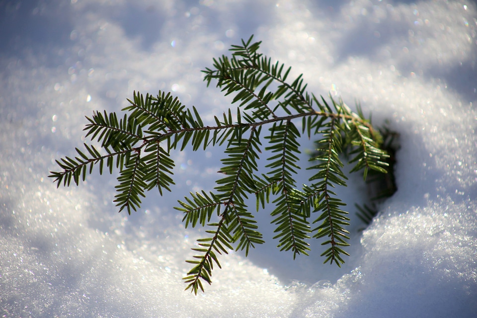 Snow tree winter