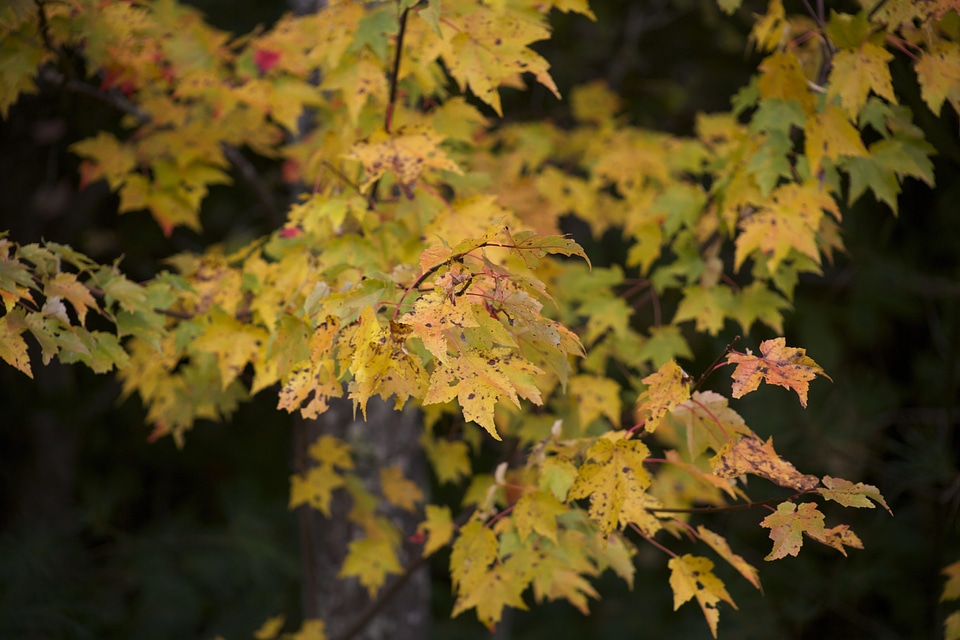 Autumn Season forest leaf
