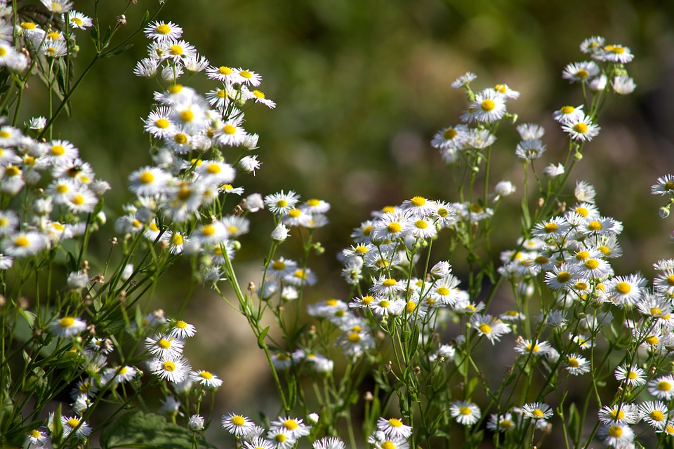 Field flower grass