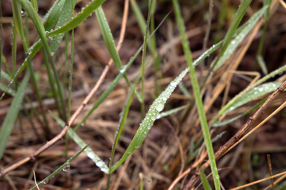 Beautiful Photo dew grass plants