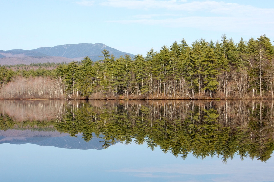 Daylight forest lake