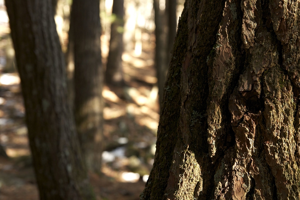 Bark cortex forest photo