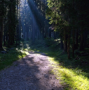 Forest forest path forest road photo