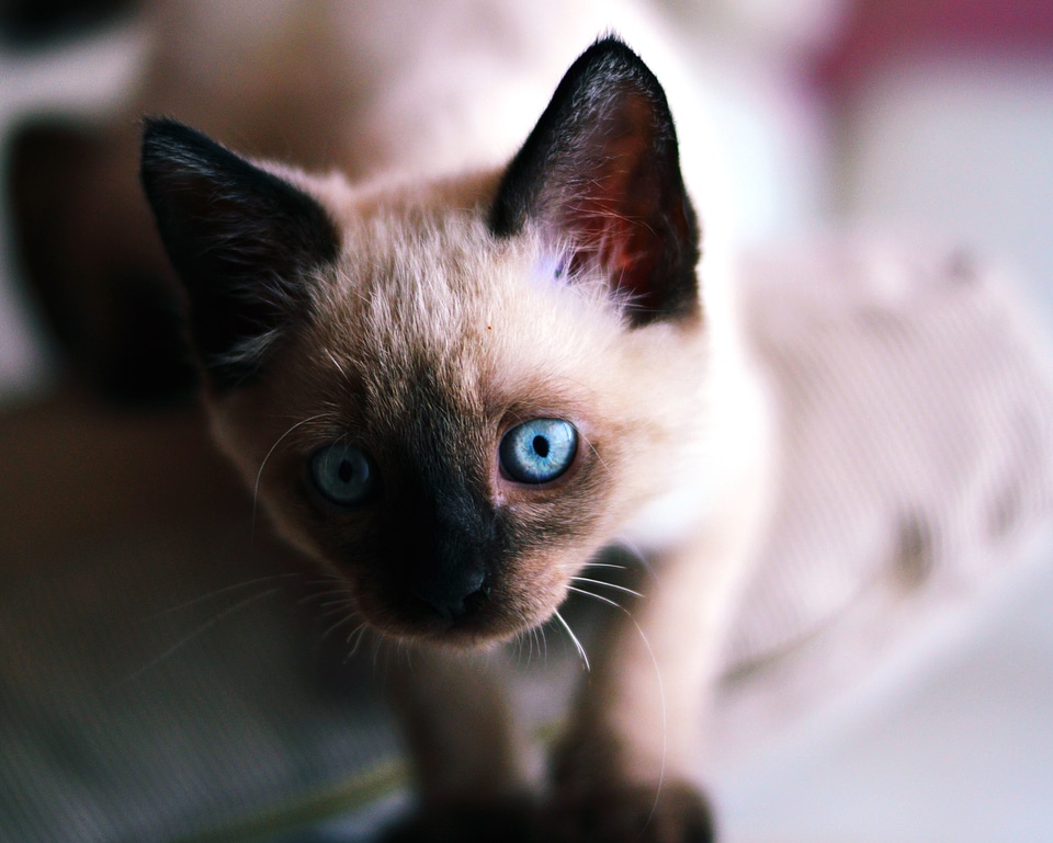 Animal animals cat