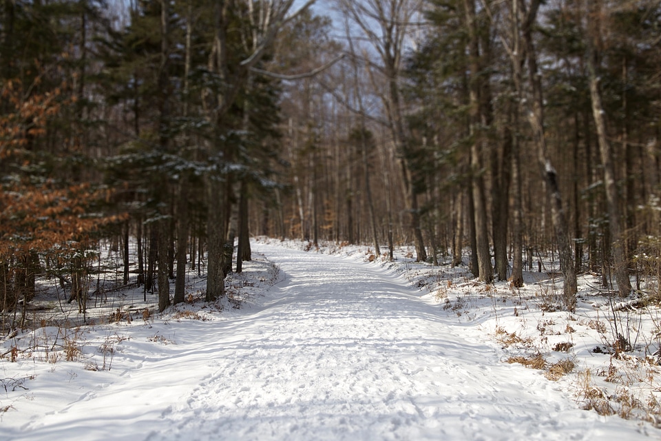 Forest Road hiking road