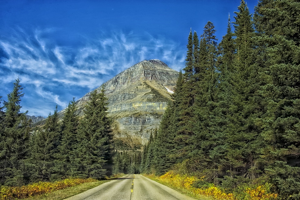 Scenic forest trees