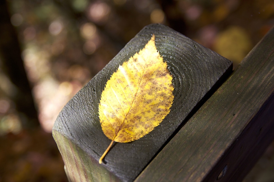 Fall fence foliage
