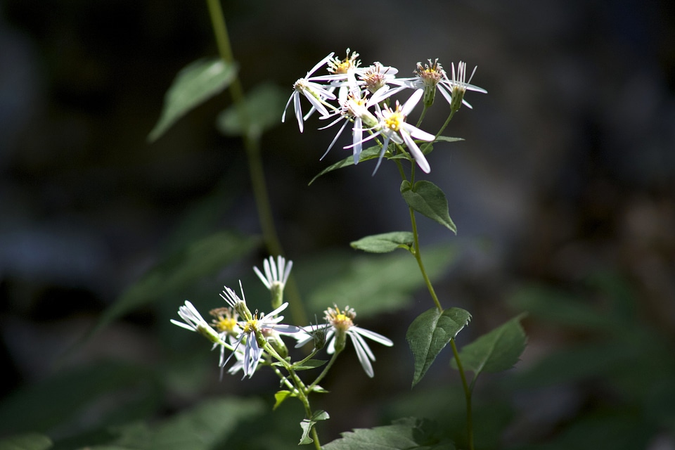 Leaves plants white