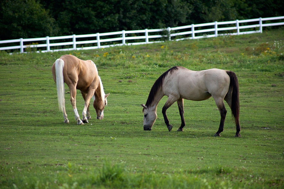Animals camp farmland