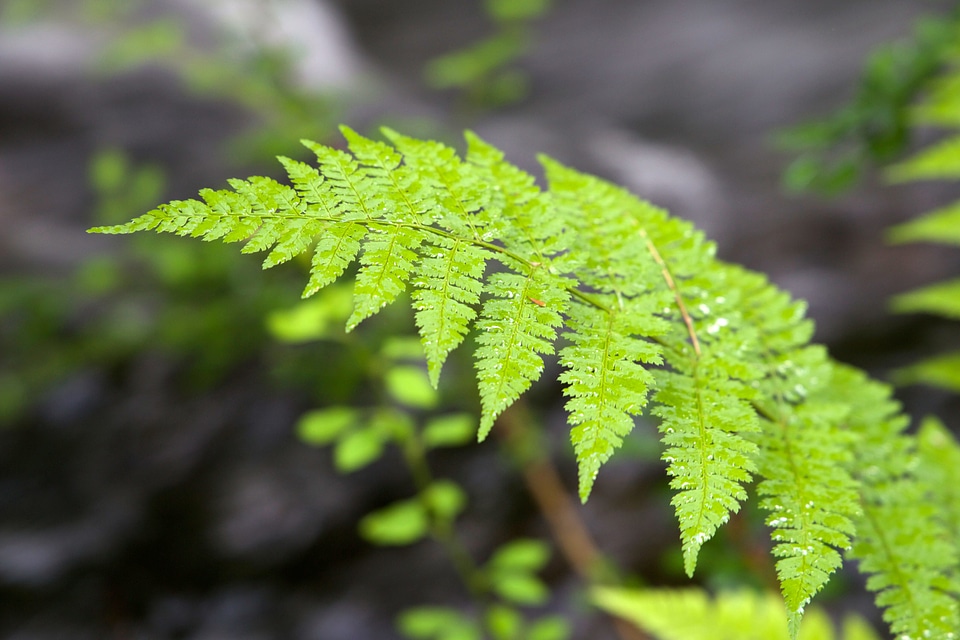 Dark Green ferns flora