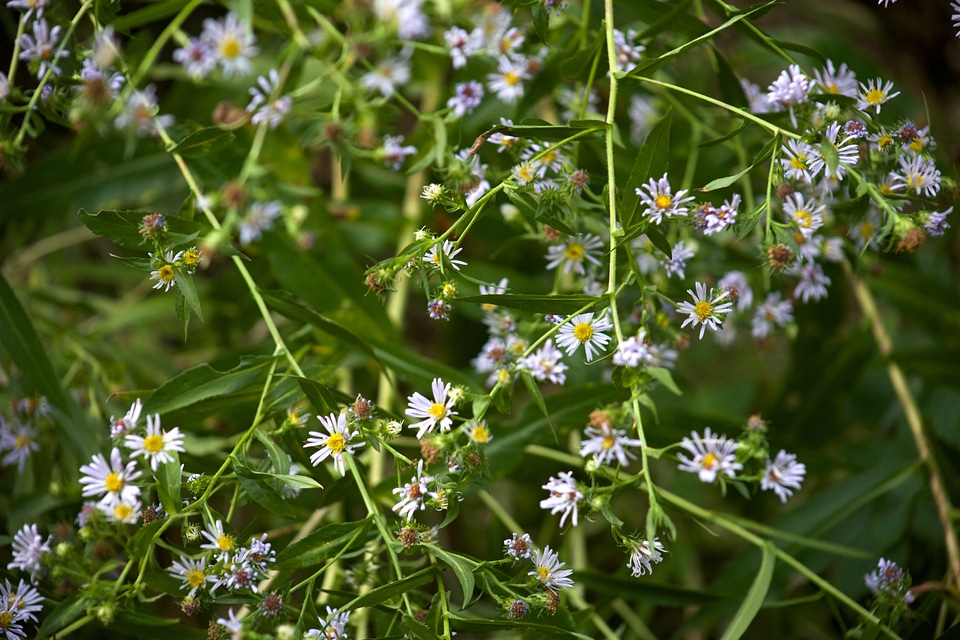Flowerbed flowering flowers