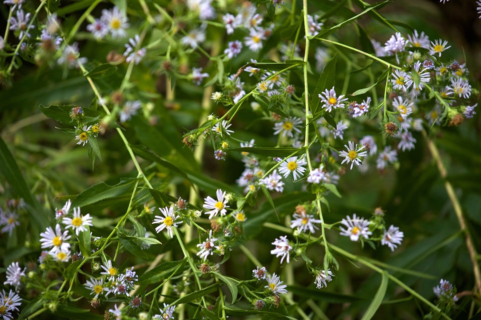 Flowerbed flowering flowers photo