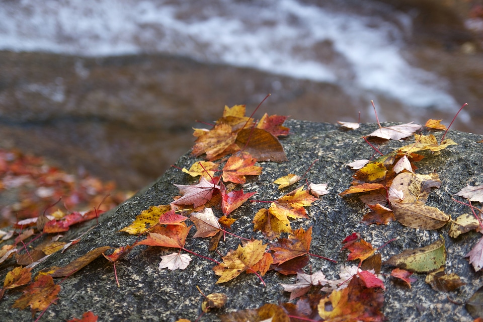 Autumn autumn season foliage photo