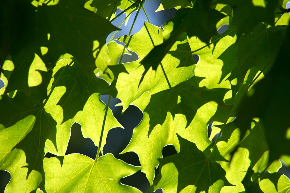 Green Leaves greenish yellow leaf