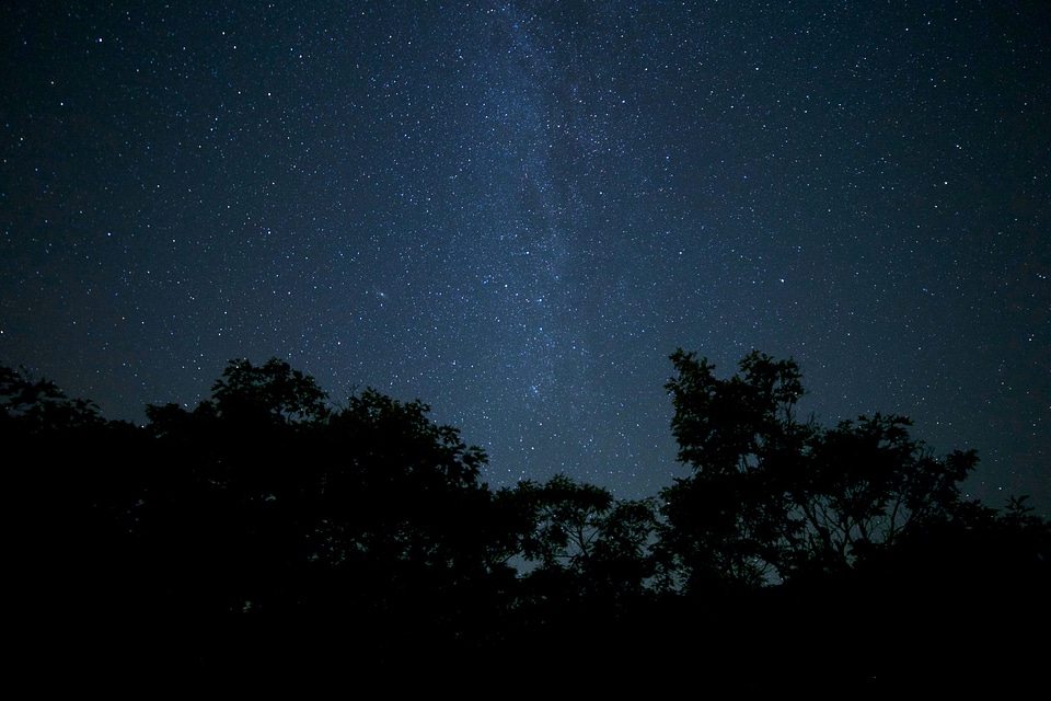Forest moonlight night