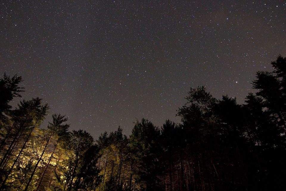 Forest landscape midnight