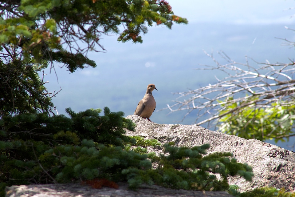 Animal bird birds