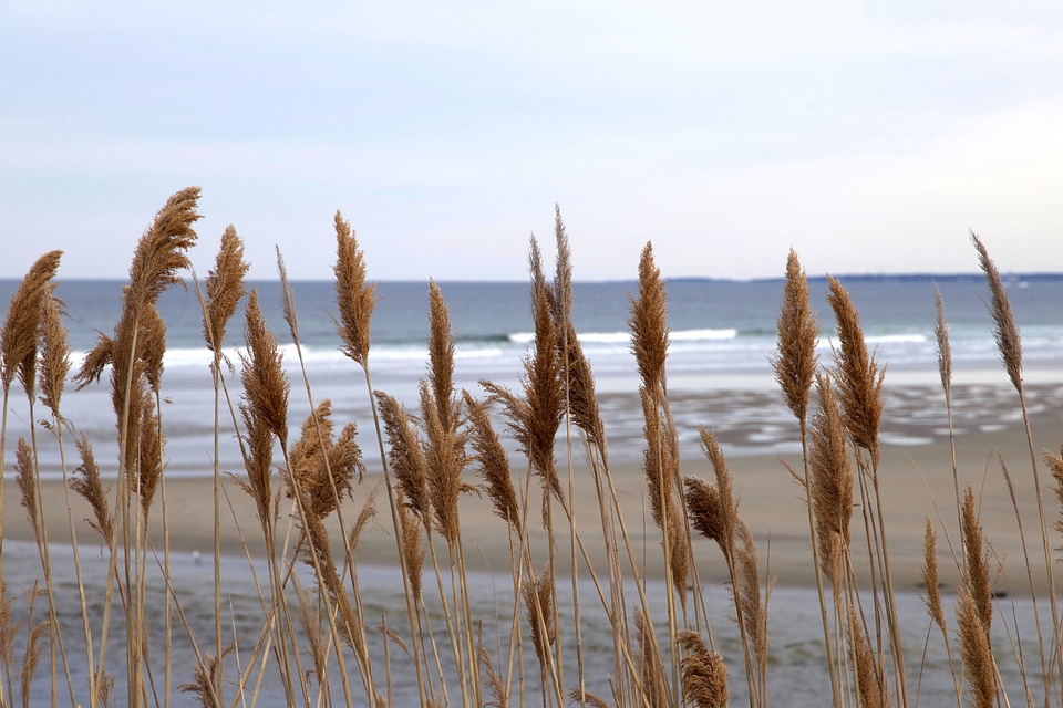 Beach beach erosion beach grass