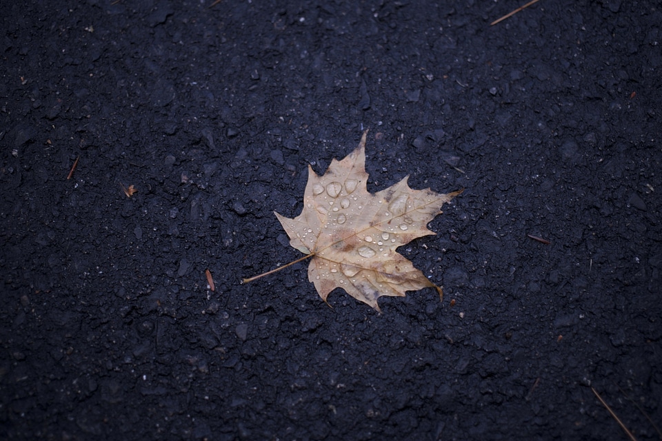 Autumn Season dew ground photo