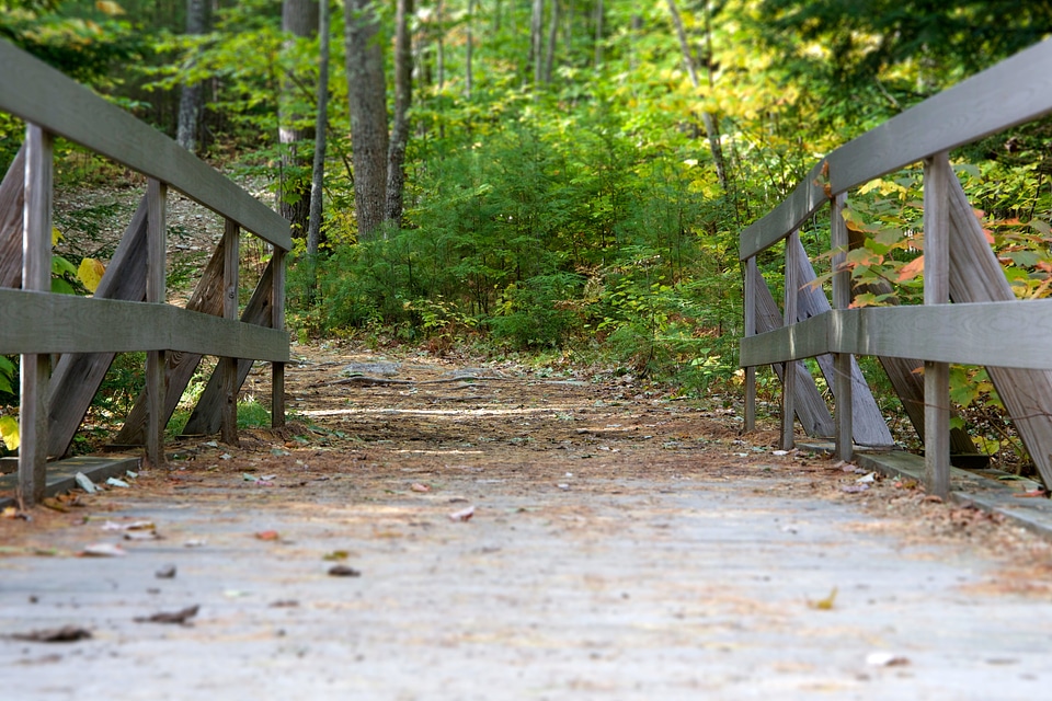 Bridge forest path forest trail