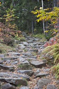 Autumn Season forest path forest trail