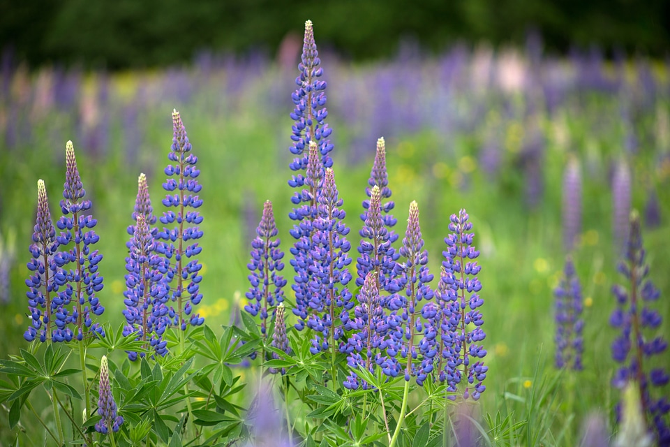 Flower Garden flowers landscape
