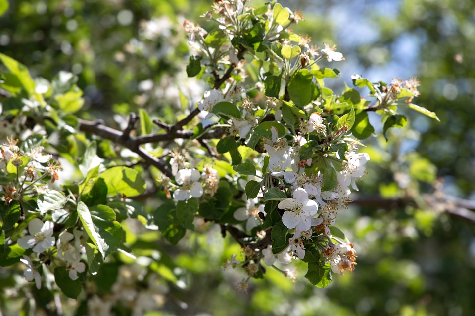 Apple Tree bouquet branches