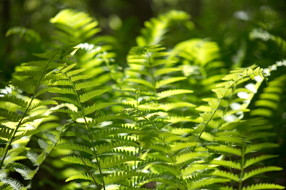 Dark Green estate evergreen
