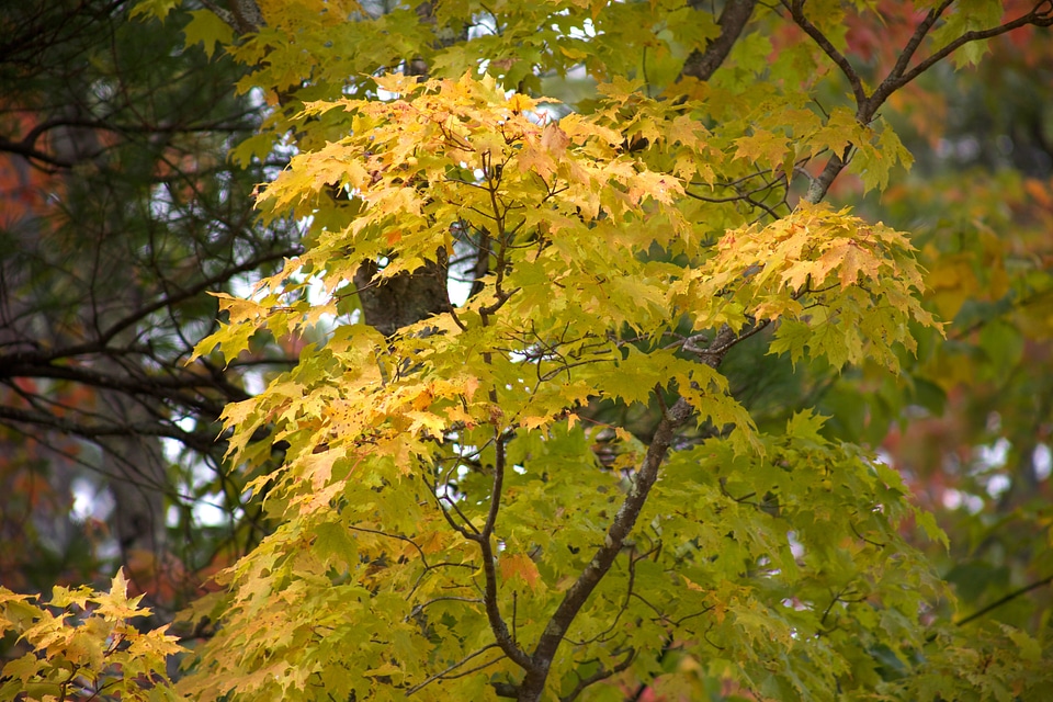 Autumn autumn season foliage photo