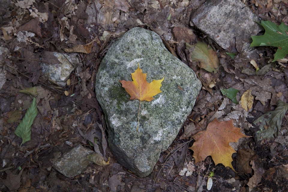 Autumn autumn season fall photo