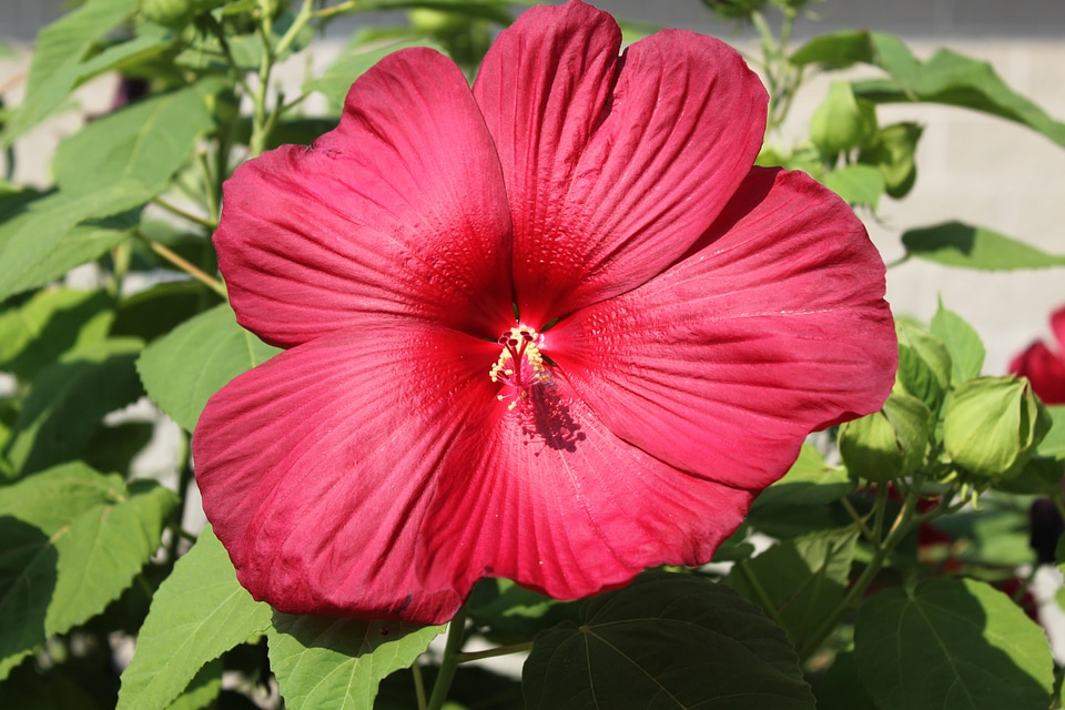 Hibiscus flower nature