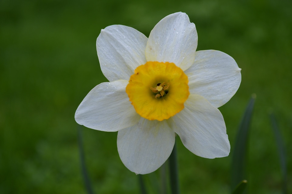 Yellow centre green backgroynd