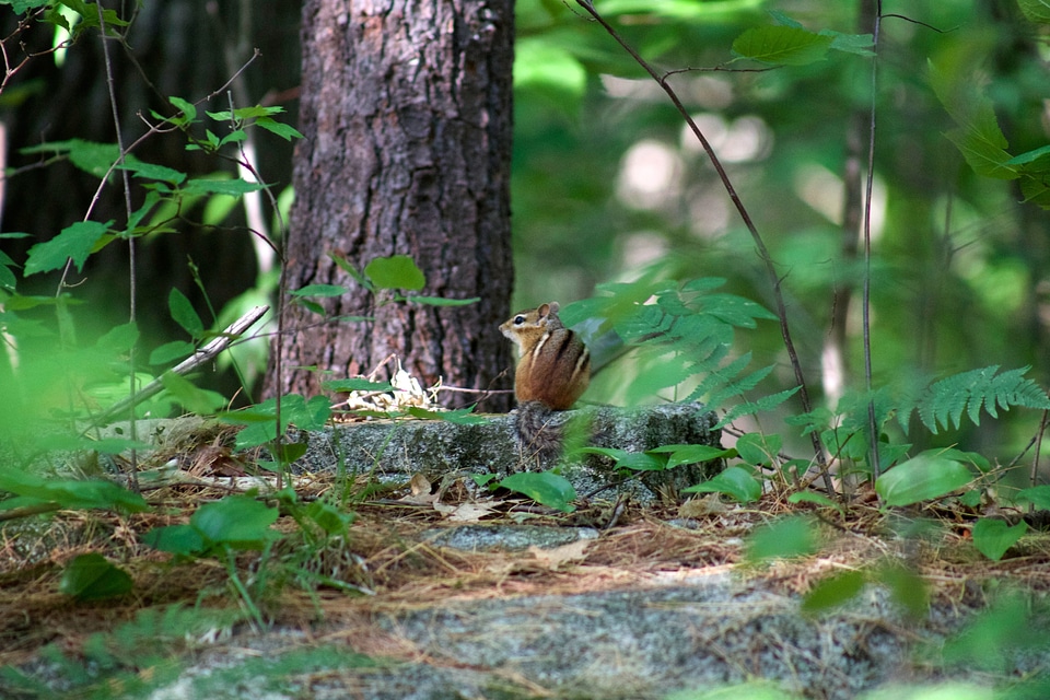 Animal animals chipmunk