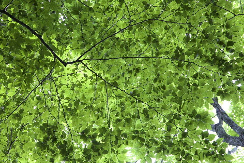 Dark Green flora foliage
