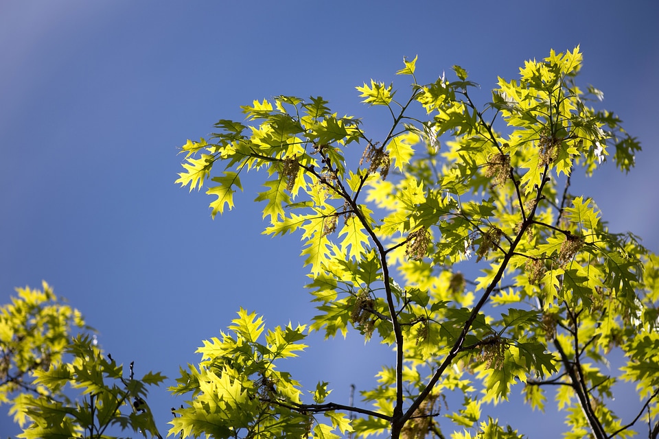 Beautiful Photo blue sky leaves photo