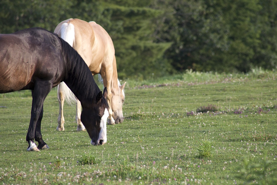 Animal animals field